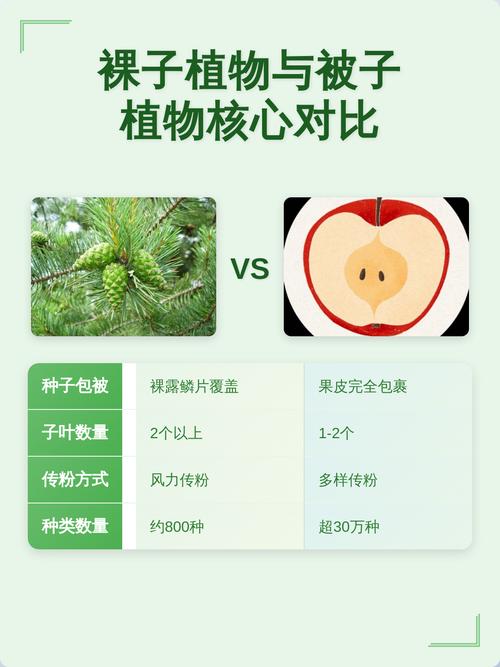 如何判断被子植物与裸子植物?园艺爱好者必知的分类技巧 总结