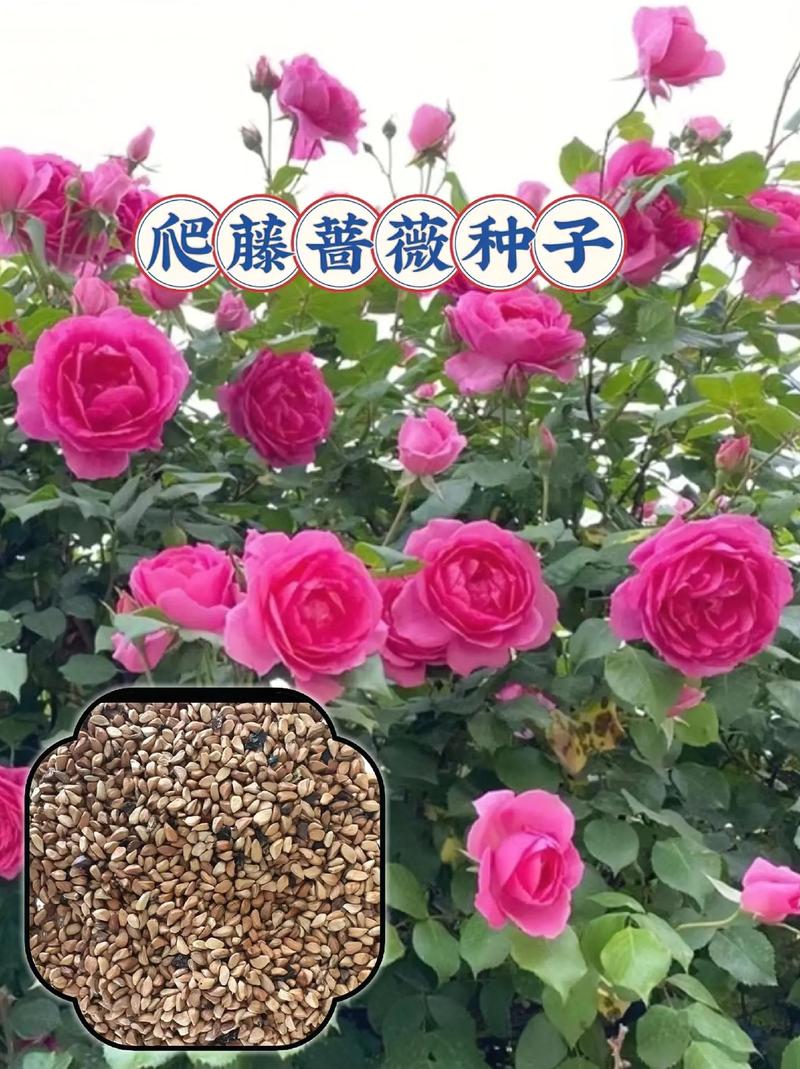 花卉种子批发在哪里?专业采购渠道选择全指南 第二步:品种真实性核查——种子形态与标签的“双重验证”