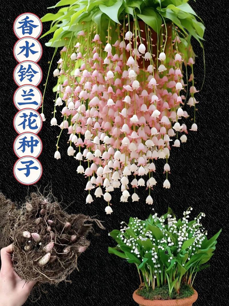 花卉种子批发在哪里?专业采购渠道选择全指南 第五步:售后补货政策的“明明白白”