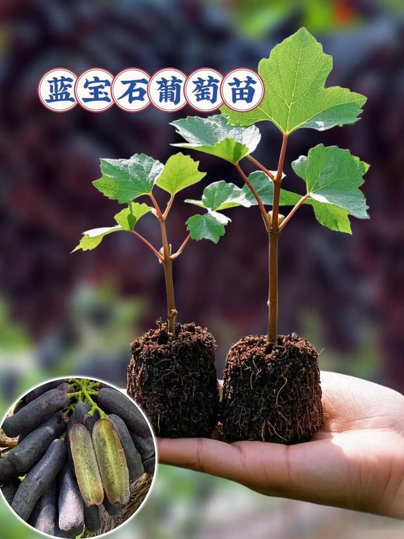 玫瑰香葡萄苗多少钱一株?2026年最新价格参考与选购指南 采购质量判断:一看嫁接口、二看根系、三看苗龄