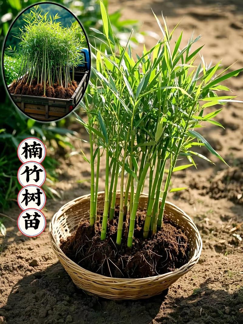 四、栽植深度