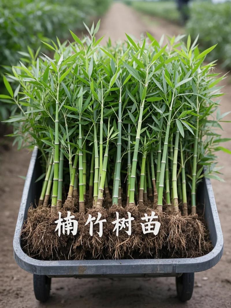 七、成活注意事项
