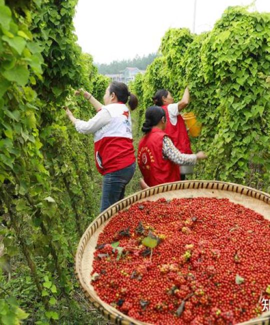 乡下种什么赚钱？这5类高效益种植项目值得一试