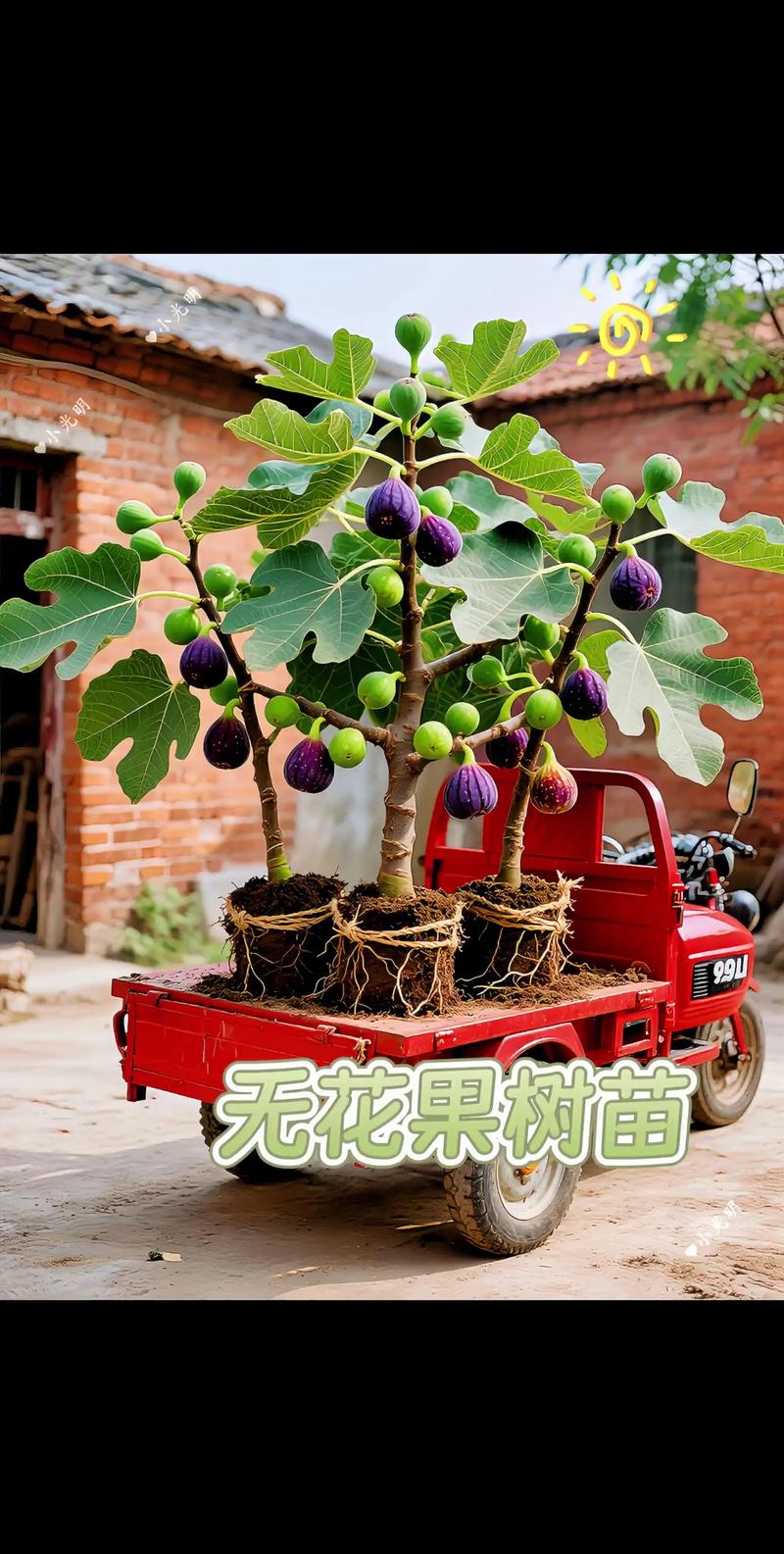 什么花只开花不结果?盘点5种常见“无果”观花植物及养护要点 影响开花的3个关键因素(含具体参数)