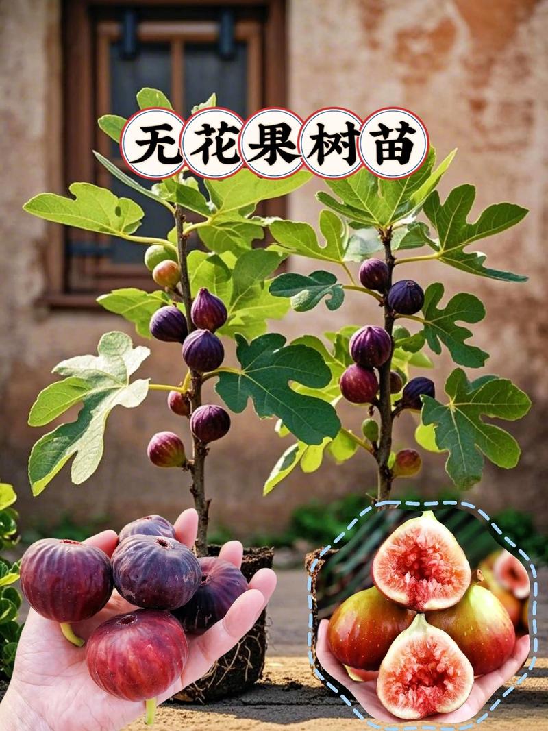 什么花只开花不结果?盘点5种常见“无果”观花植物及养护要点 FAQ(基于正文)