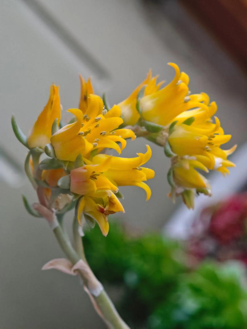 什么花只开花不结果?盘点5种常见“无果”观花植物及养护要点 不开花(或开花少)的常见原因与解决