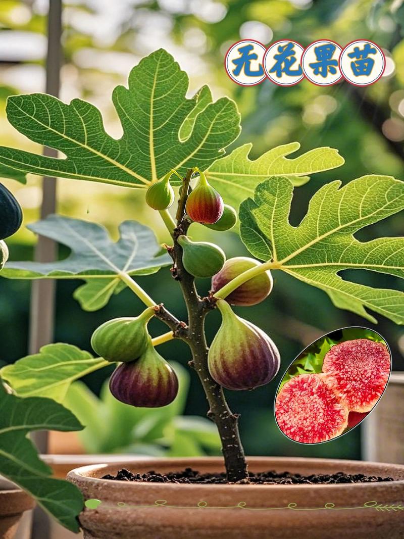 什么花只开花不结果?盘点5种常见“无果”观花植物及养护要点 总结