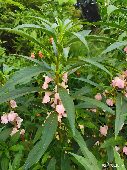指甲草(凤仙花)多少钱一株?2024年最新价格参考与影响因素详解 规格影响价格:从幼苗到成株,价格相差3倍