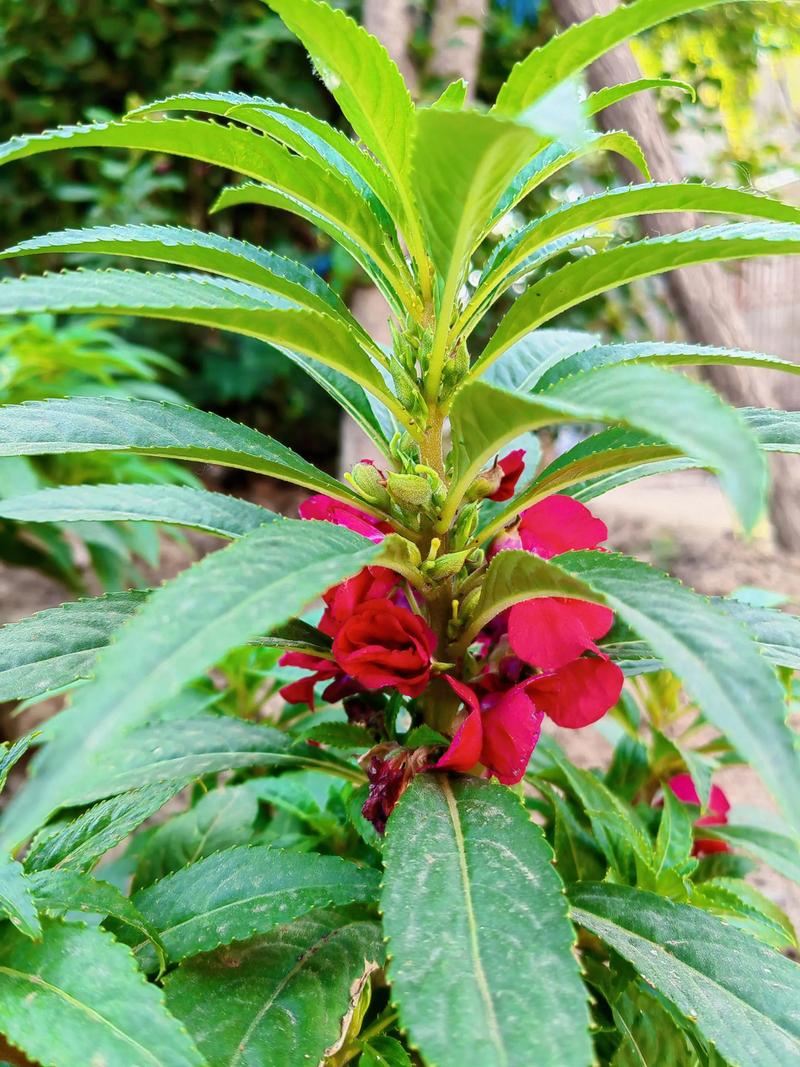 指甲草(凤仙花)多少钱一株?2024年最新价格参考与影响因素详解 季节影响价格:春夏季是黄金期,冬季价格翻倍