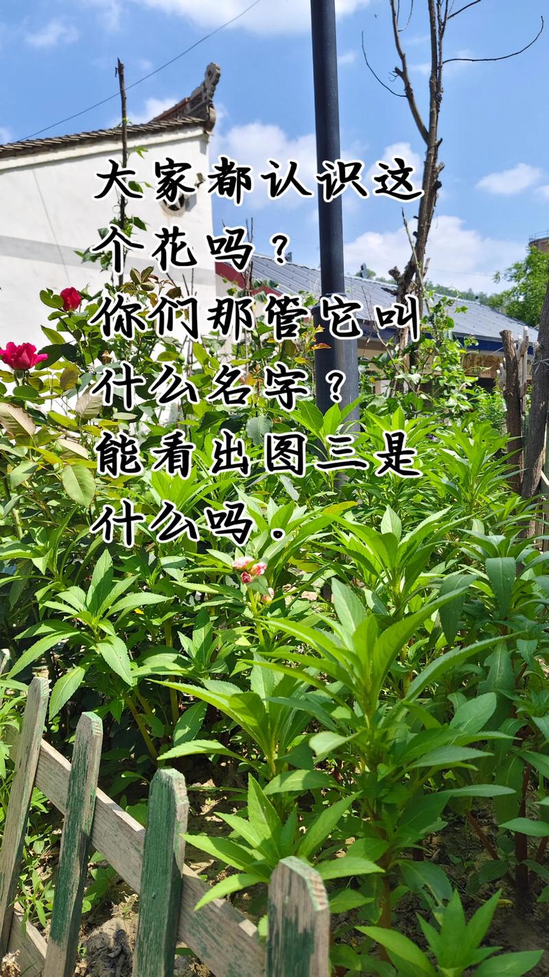 指甲草(凤仙花)多少钱一株?2024年最新价格参考与影响因素详解 产地影响价格:江浙闽为低价区,北方物流成本高