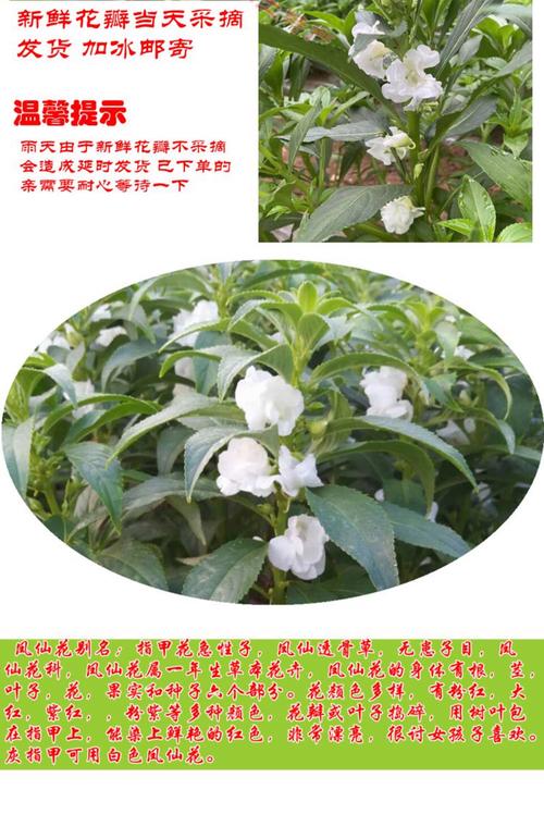 指甲草(凤仙花)多少钱一株?2024年最新价格参考与影响因素详解 运输影响价格:裸根苗运费低,带盆苗运费高