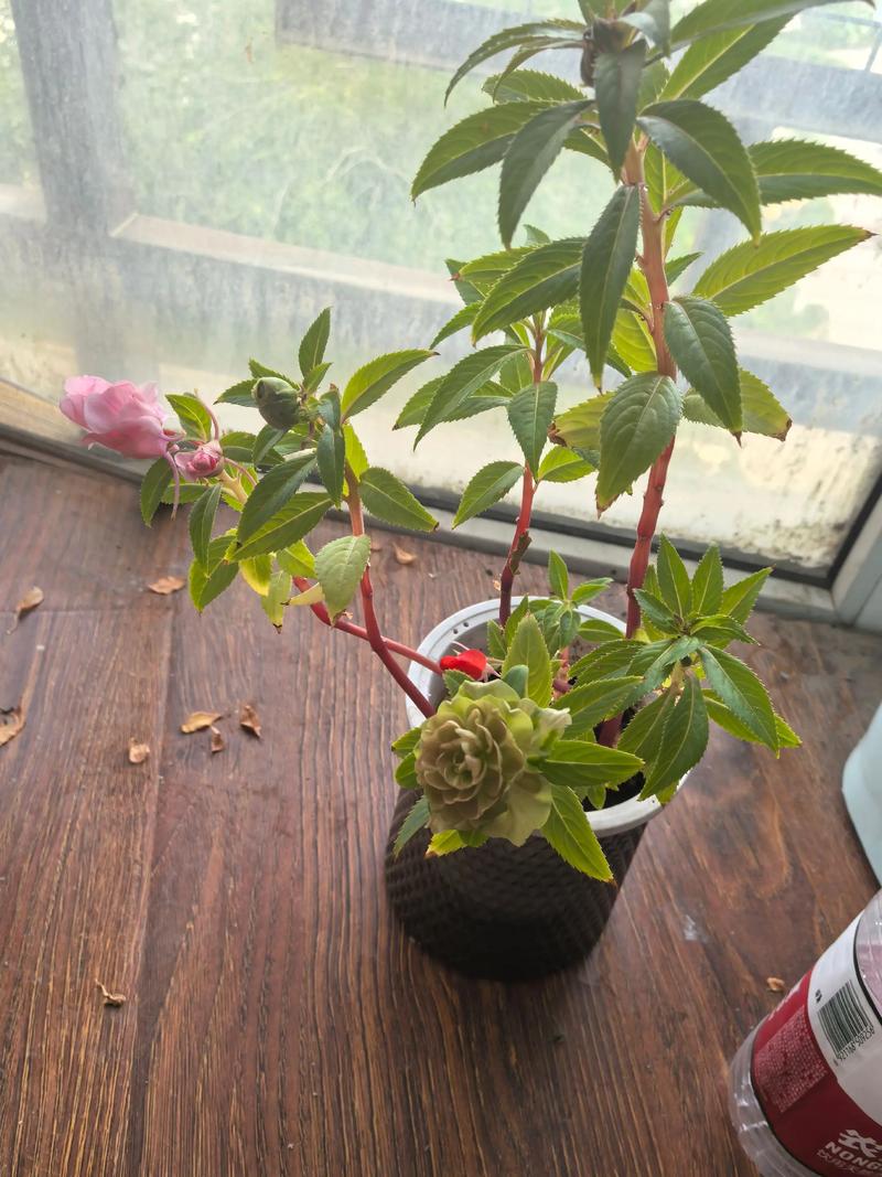 指甲草(凤仙花)多少钱一株?2024年最新价格参考与影响因素详解 数量影响价格:批发价可低至零售价的1/3