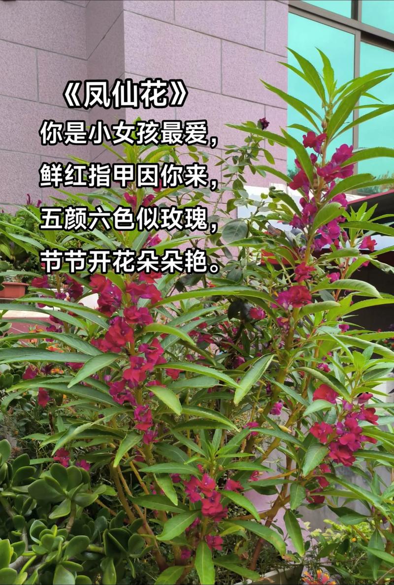 指甲草(凤仙花)多少钱一株?2024年最新价格参考与影响因素详解 五大因素影响价格 (表格总结)
