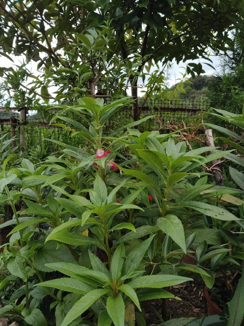 指甲草(凤仙花)多少钱一株?2024年最新价格参考与影响因素详解 常见问题 (FAQ)
