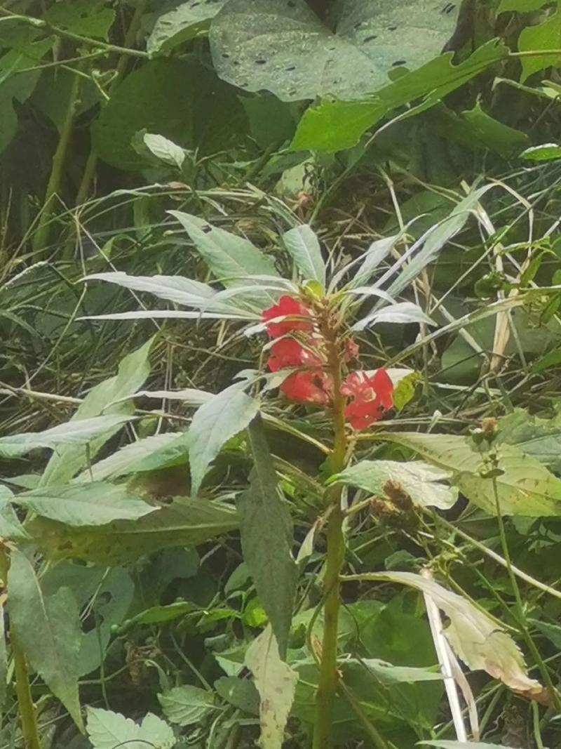 指甲草(凤仙花)多少钱一株?2024年最新价格参考与影响因素详解 咨询指南:如何获取精准报价?