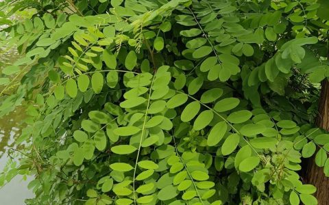 刺槐是乔木吗？——刺槐植物百科全解读