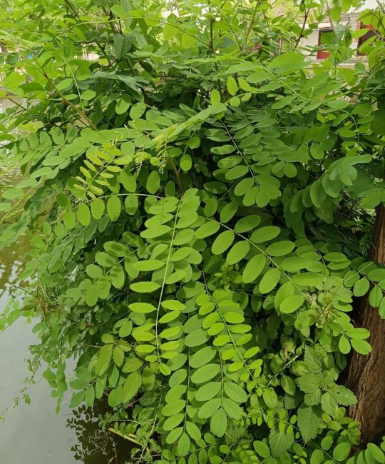 刺槐是乔木吗？——刺槐植物百科全解读
