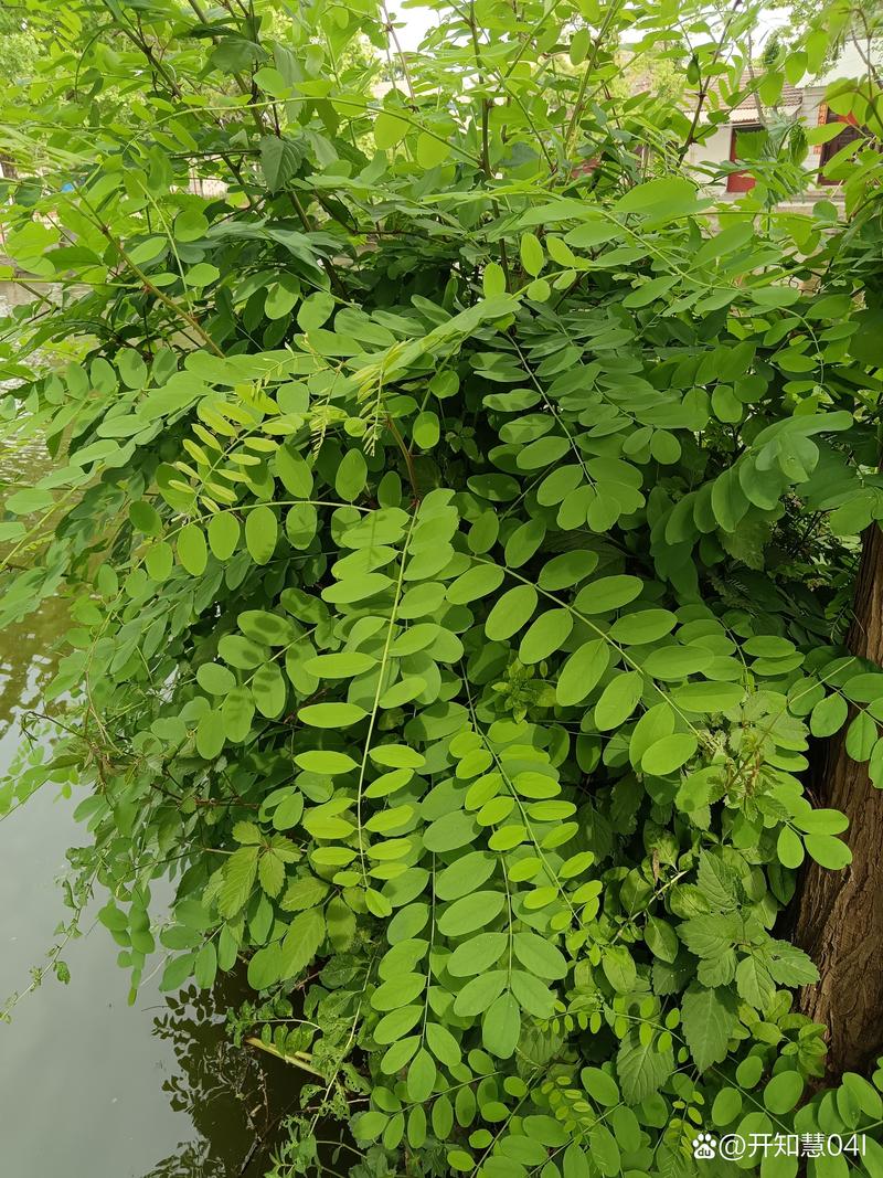 刺槐是乔木吗?——刺槐植物百科全解读 刺槐是乔木吗?——刺槐植物百科全解读