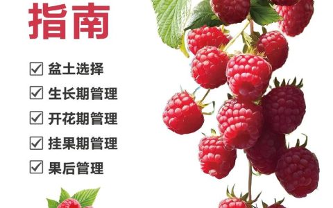 树莓怎么种植方法：从选时到成活的七个实操步骤指南