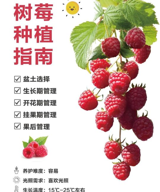 树莓怎么种植方法：从选时到成活的七个实操步骤指南