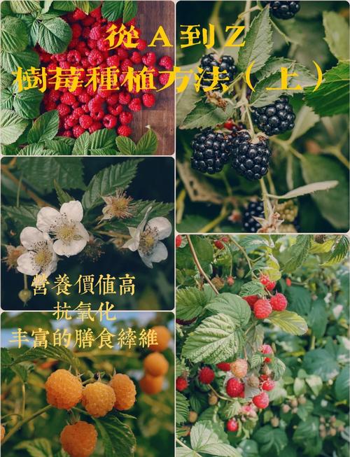 六、缓苗管理