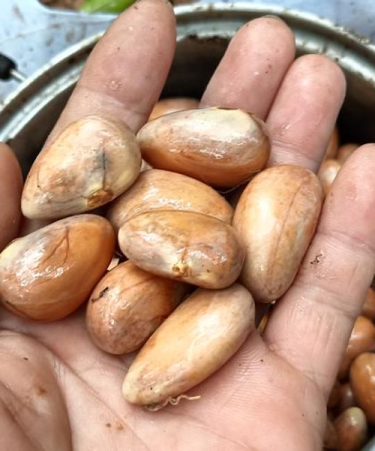 菠萝蜜幼苗长什么样子？形态特征与识别要点详解