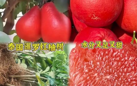 红心沙田柚苗多少钱？2026年最新价格区间与影响因素详解