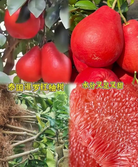 红心沙田柚苗多少钱？2026年最新价格区间与影响因素详解