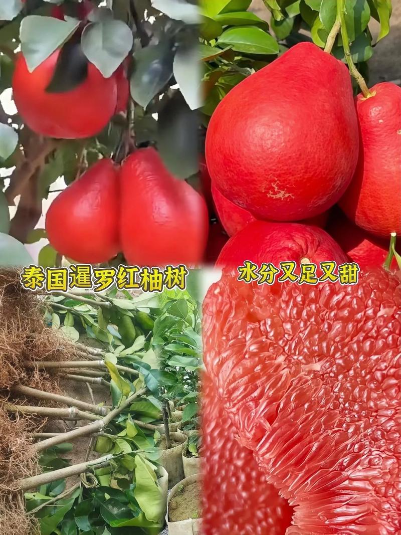 红心沙田柚苗多少钱?2026年最新价格区间与影响因素详解 价格快速参考