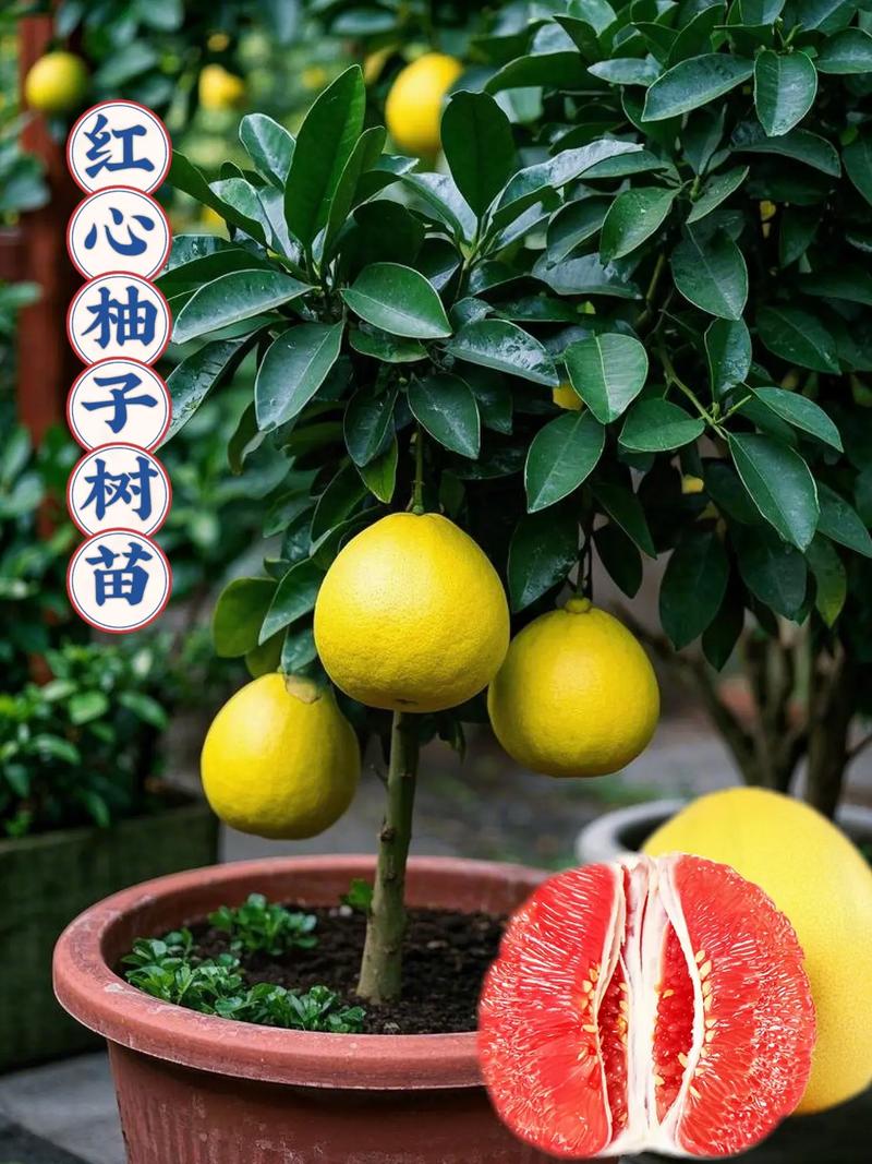 红心沙田柚苗多少钱?2026年最新价格区间与影响因素详解 规格是影响价格的核心因素