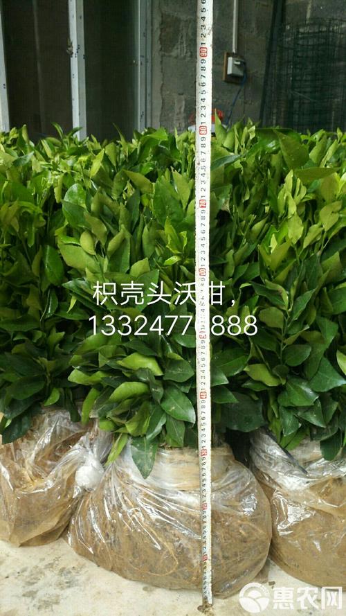 沃柑苗批发多少钱?2025年最新价格走势与采购指南 综合参考表格与采购指南
