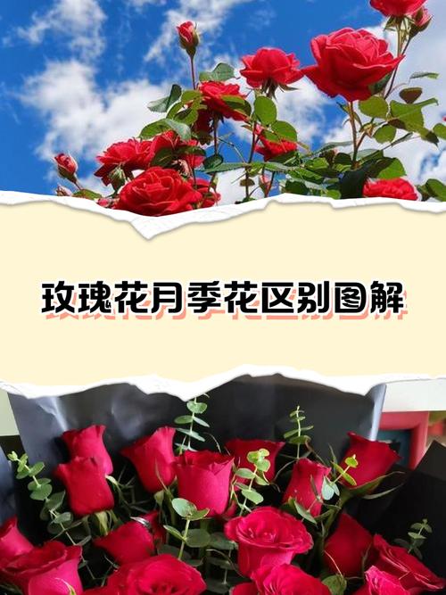 月季是玫瑰花吗?一篇文章厘清真相与养护全攻略 总结:3个核心可执行动作