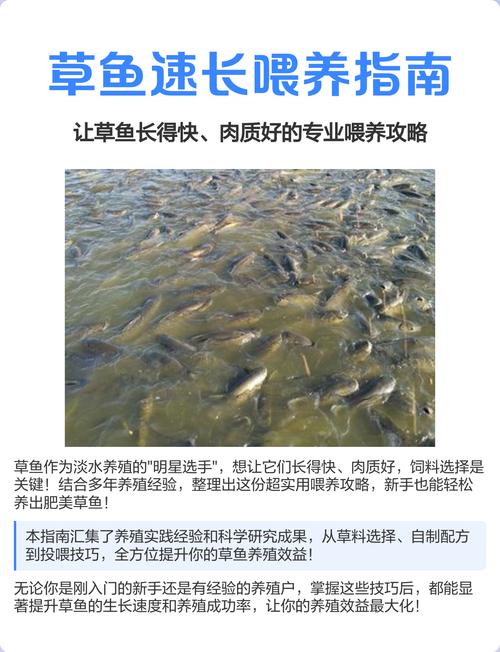 养草鱼喂什么草最好?这几种草料让草鱼长得快又健康 三、象草——高蛋白高产量