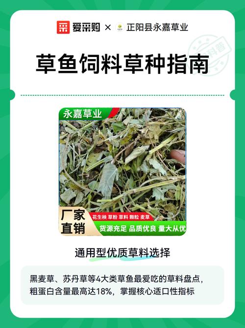 养草鱼喂什么草最好?这几种草料让草鱼长得快又健康 二、苏丹草——夏季主推草料