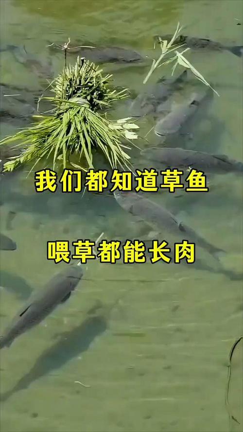 养草鱼喂什么草最好?这几种草料让草鱼长得快又健康 五、投喂技巧与注意事项
