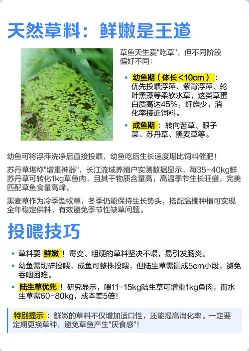 养草鱼喂什么草最好?这几种草料让草鱼长得快又健康 六、结语
