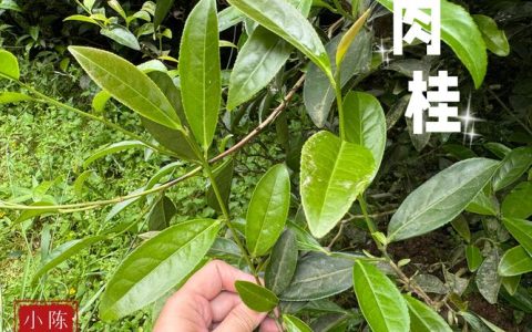 桂皮是什么树的叶子？——解开桂皮原料肉桂树的植物百科之谜