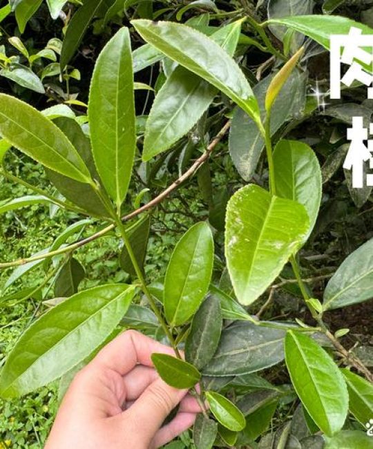 桂皮是什么树的叶子？——解开桂皮原料肉桂树的植物百科之谜