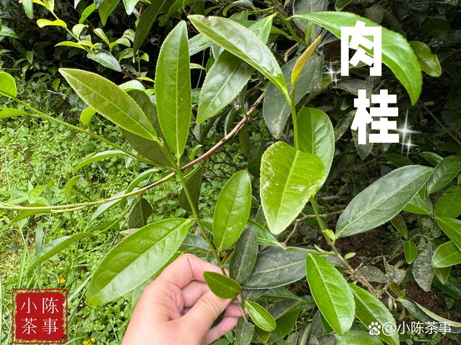 桂皮是什么树的叶子?——解开桂皮原料肉桂树的植物百科之谜 名称与别名