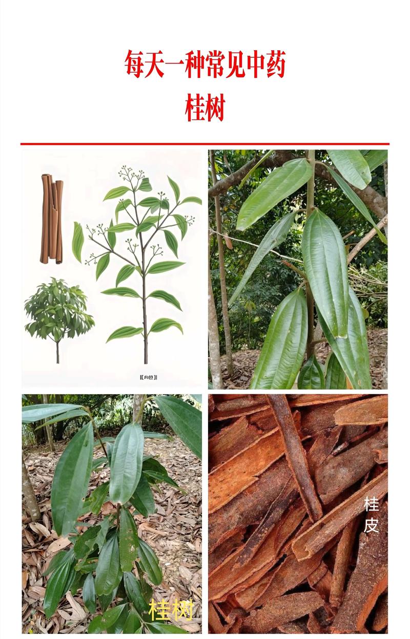 桂皮是什么树的叶子?——解开桂皮原料肉桂树的植物百科之谜 科属分类