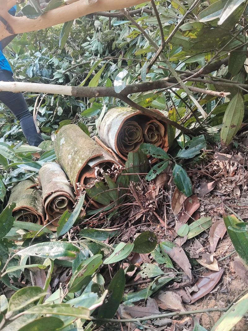 桂皮是什么树的叶子?——解开桂皮原料肉桂树的植物百科之谜 形态特征