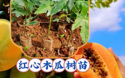买正宗果树苗的实用指南：实地验证渠道与苗木质量的标准化流程