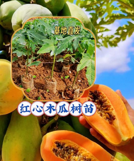 买正宗果树苗的实用指南：实地验证渠道与苗木质量的标准化流程