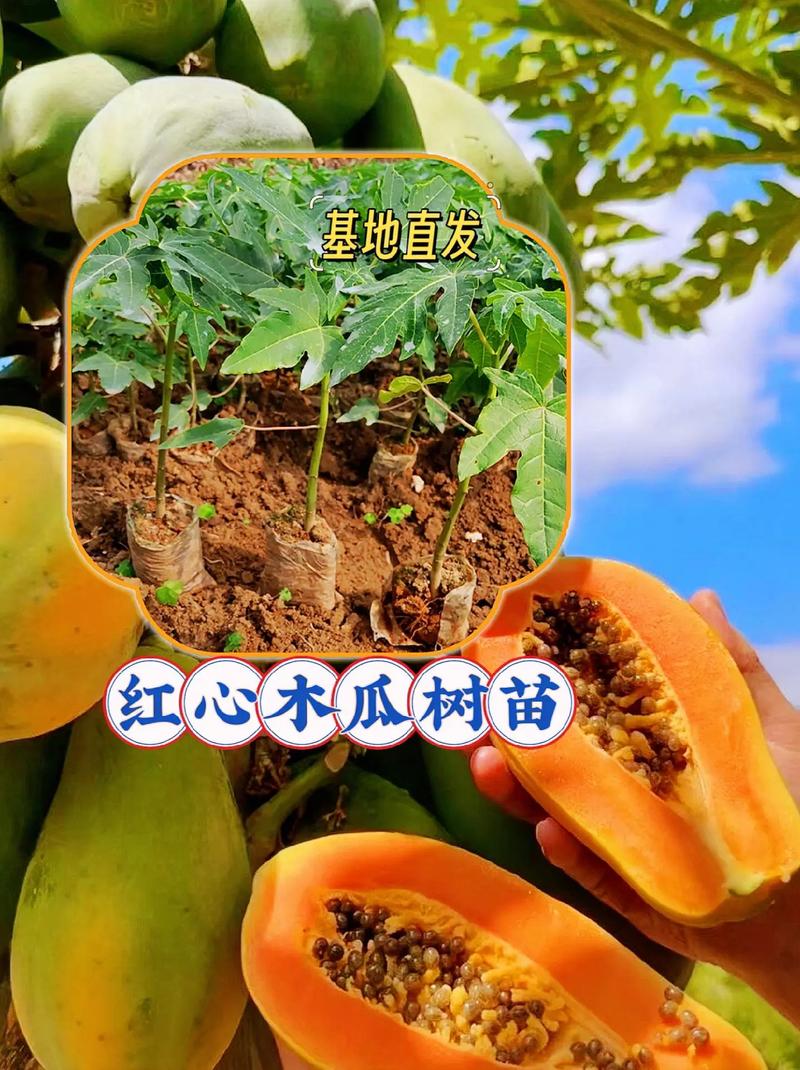 买正宗果树苗的实用指南:实地验证渠道与苗木质量的标准化流程 购买正宗果树苗必须实地验证渠道并掌握苗木质量的自查方法
