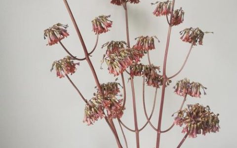 不死鸟植物开花吗？花期、观赏期与促花养护全攻略
