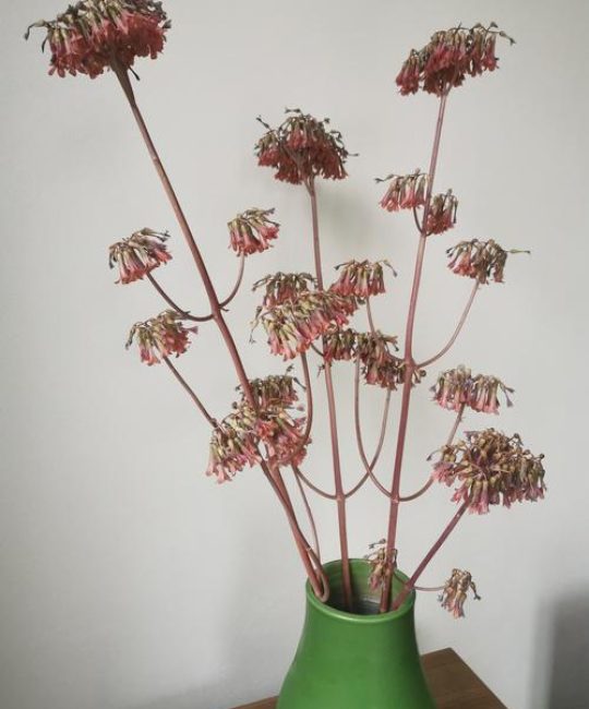 不死鸟植物开花吗？花期、观赏期与促花养护全攻略