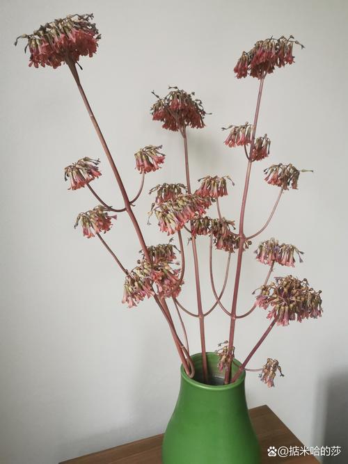 不死鸟植物开花吗?花期、观赏期与促花养护全攻略 不死鸟植物开花吗?