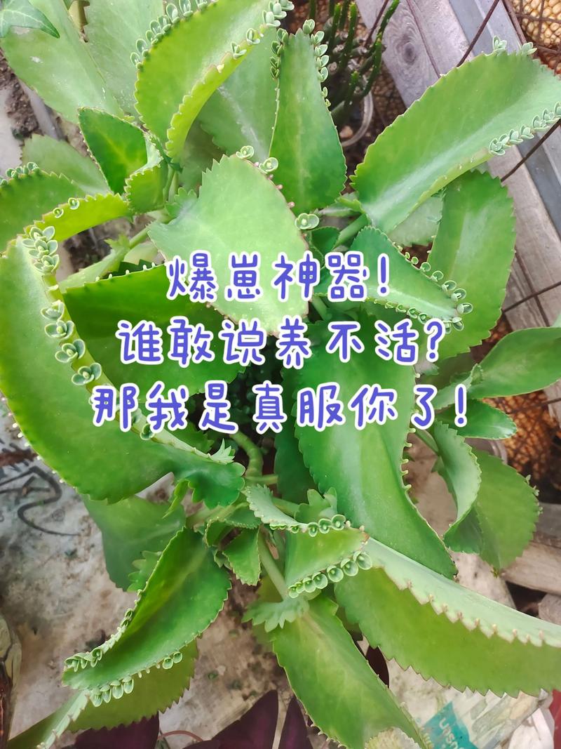 不死鸟植物开花吗?花期、观赏期与促花养护全攻略 不死鸟的花期、果期与观赏期详解