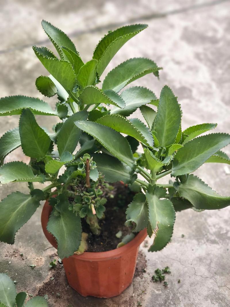 不死鸟植物开花吗?花期、观赏期与促花养护全攻略 影响不死鸟开花的关键因素