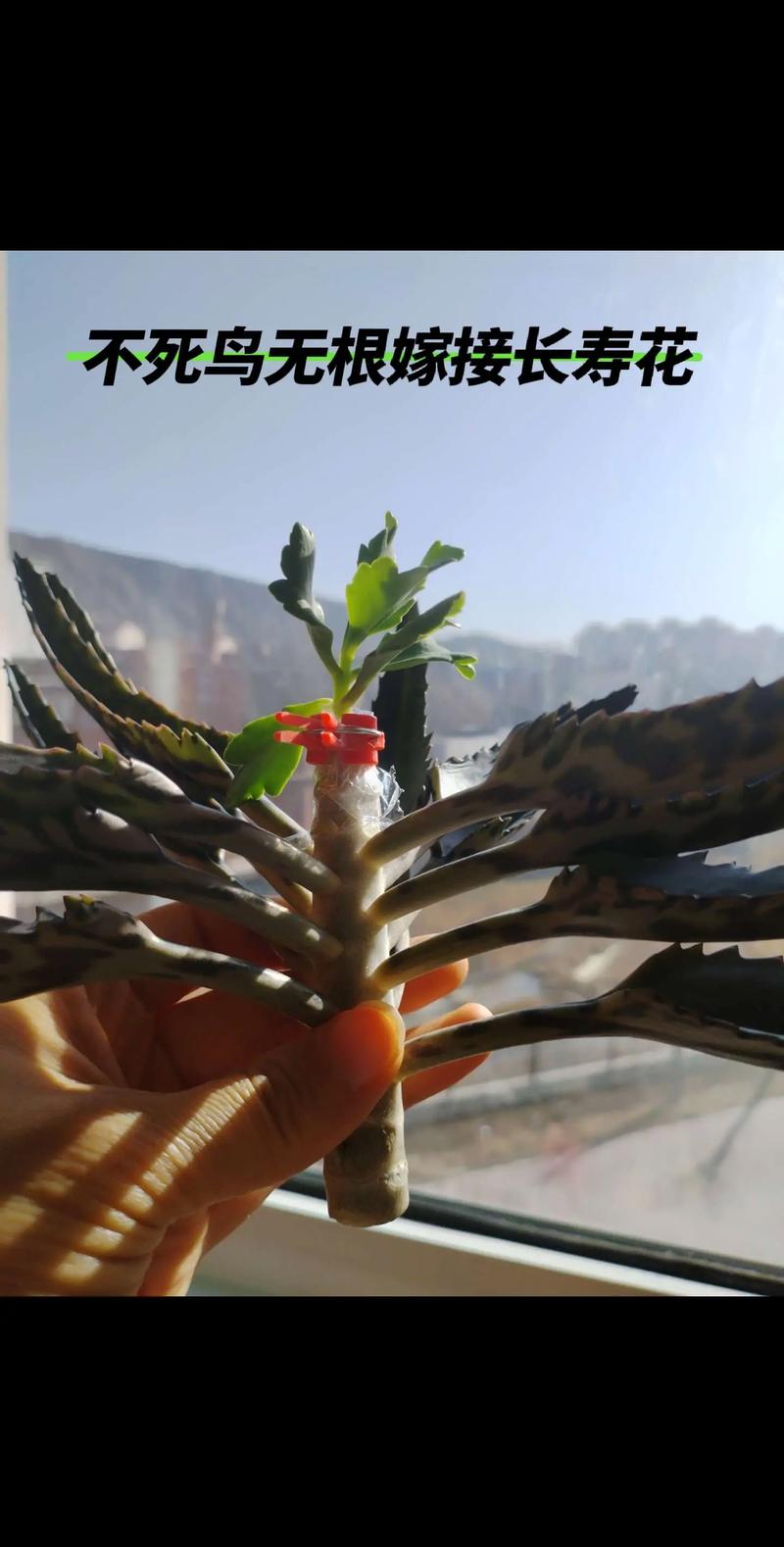 不死鸟植物开花吗?花期、观赏期与促花养护全攻略 不开花的原因与解决方法